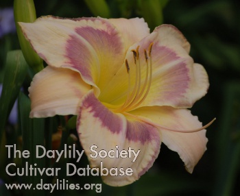 Daylily Ruth Love